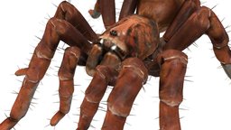 Tarantula huge spider