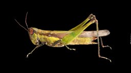 ハネナガイナゴ ♀ Grasshopper, Oxya japonica