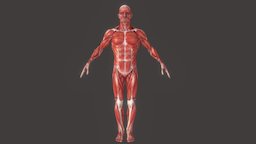 Anatomic Muscle study