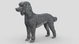Large Poodle V3 3D print model