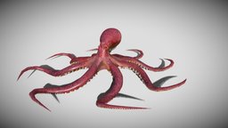 Pacific Octopus Animated