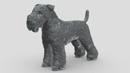 wheaten terrier V3 3D print model