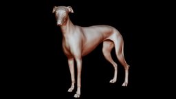Greyhound Pose 01 3D print model