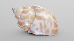 Nutmeg Sea Shell