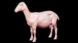 Goat Base Mesh 3D Model