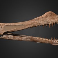 Cranio di PteroSauro / Pterosaur skull