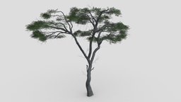 African Acacia Tree-S1