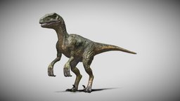 Velociraptor Rigged 3D model