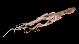 テナガダコ Long Arm Octopus, Octopus minor