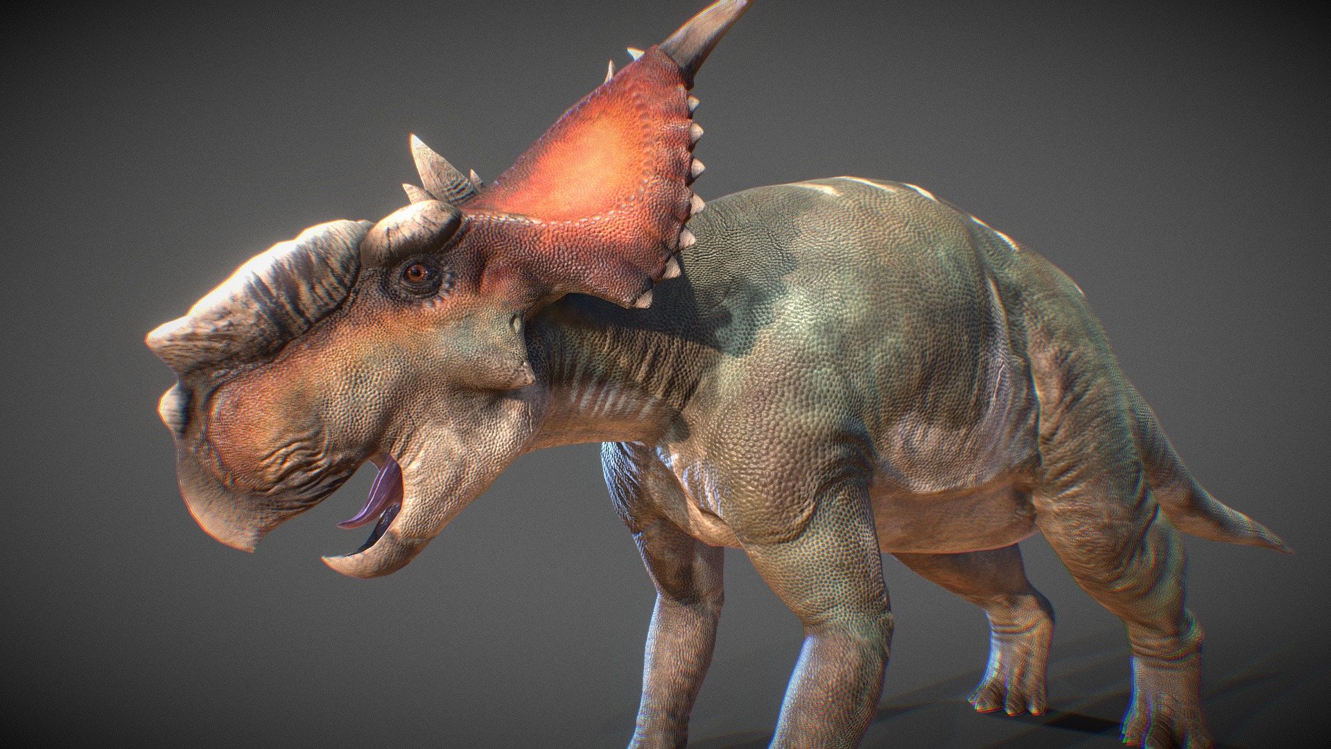 Pachyrhinosaurus lakustai (To animation) 3d model