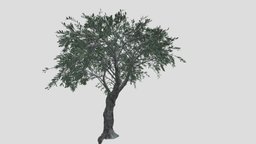 GTV_olea_europaea_olive_tree_deco_B