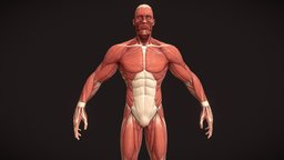 Stylized Superhero anatomy