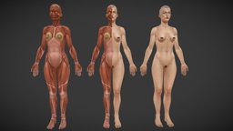 female anatomy_1