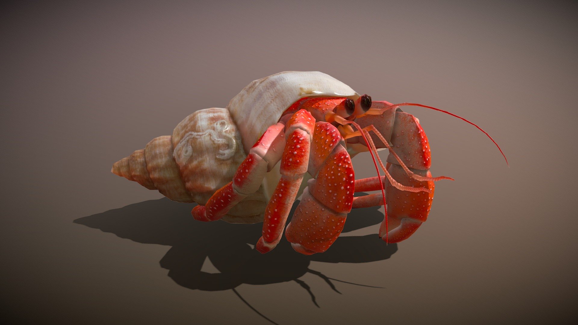Animated Hermit crab 3d model