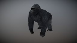 Gorilla Animated